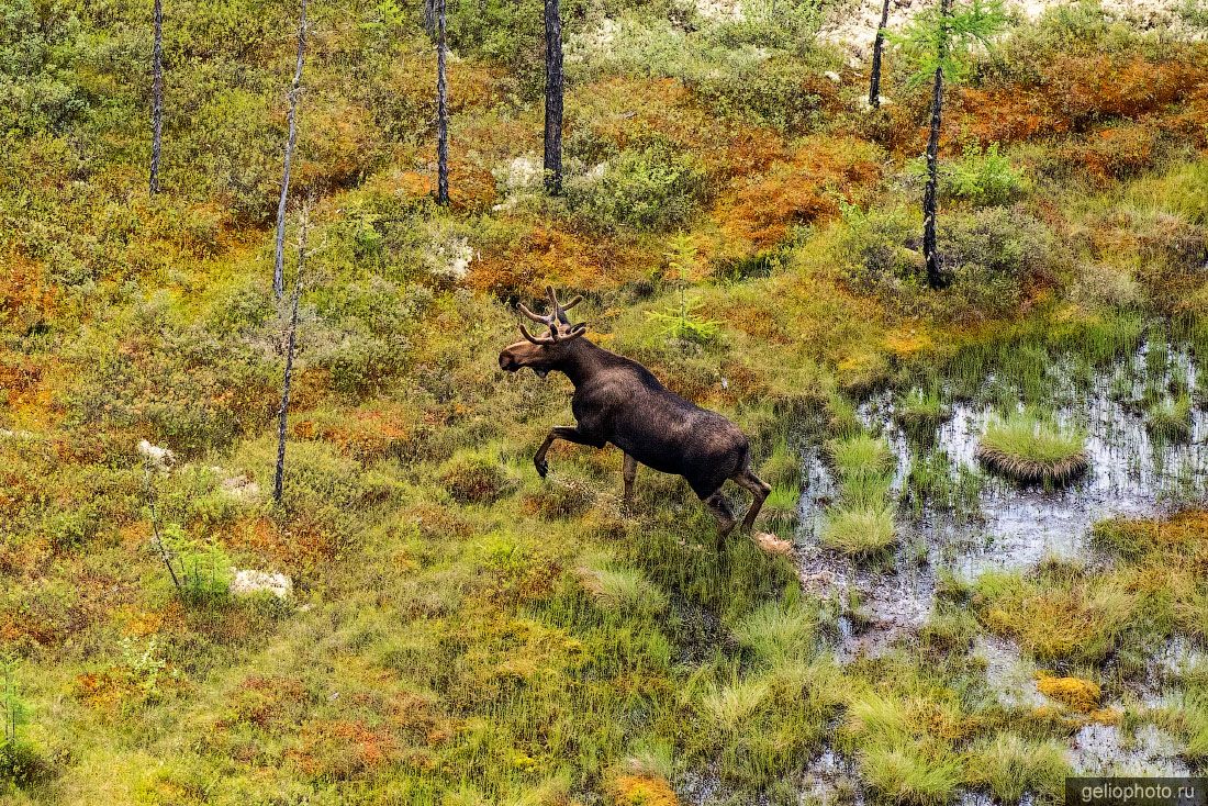 Дикий лось в Южной Якутии с высоты фото