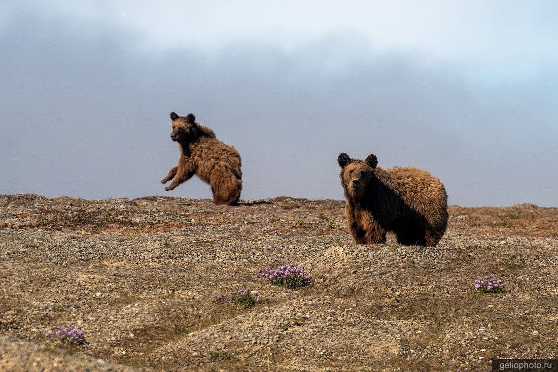 Бурые медведи на мысе Дежнёва фото