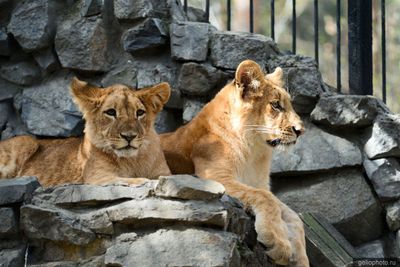 Львята в Новосибирском зоопарке фото