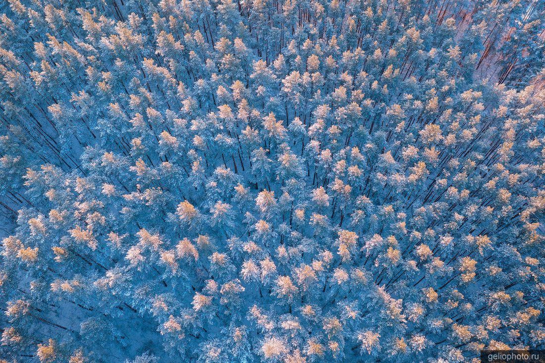 Зимний сосновый лес рядом с Белокурихой фото