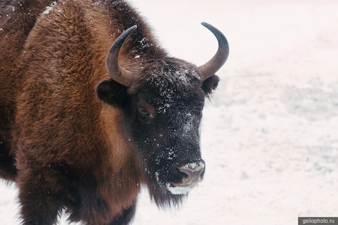 Зубр в Калужских засеках фото