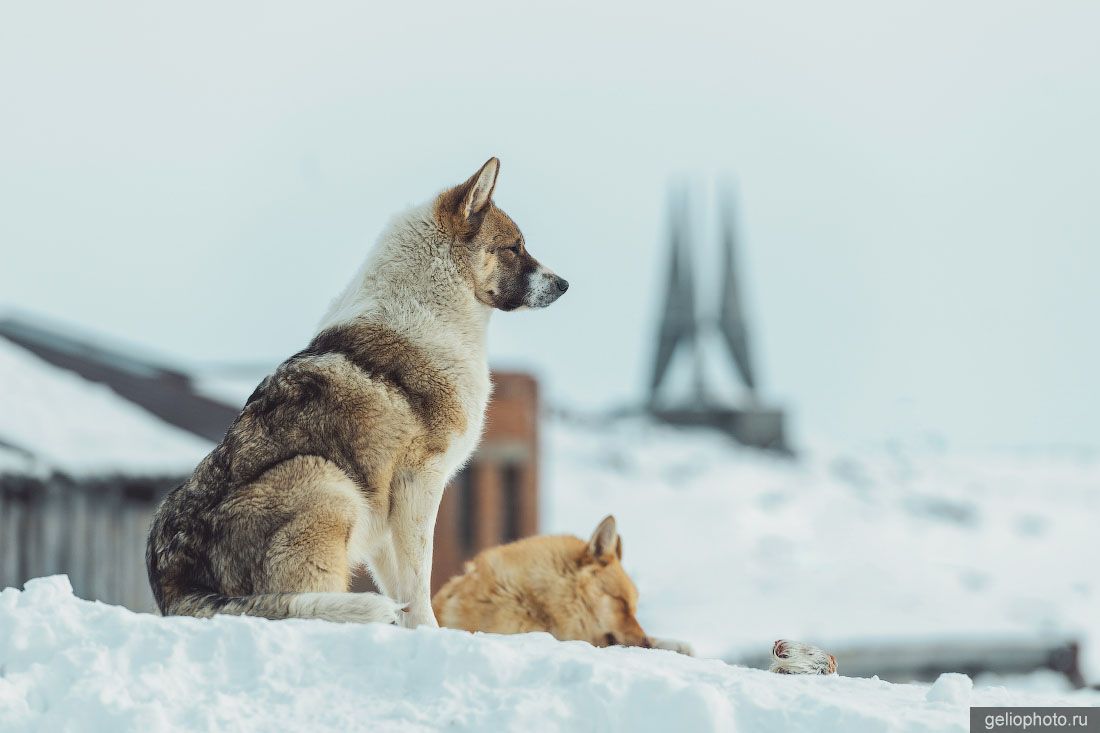 Собаки на Диксоне зимой фото