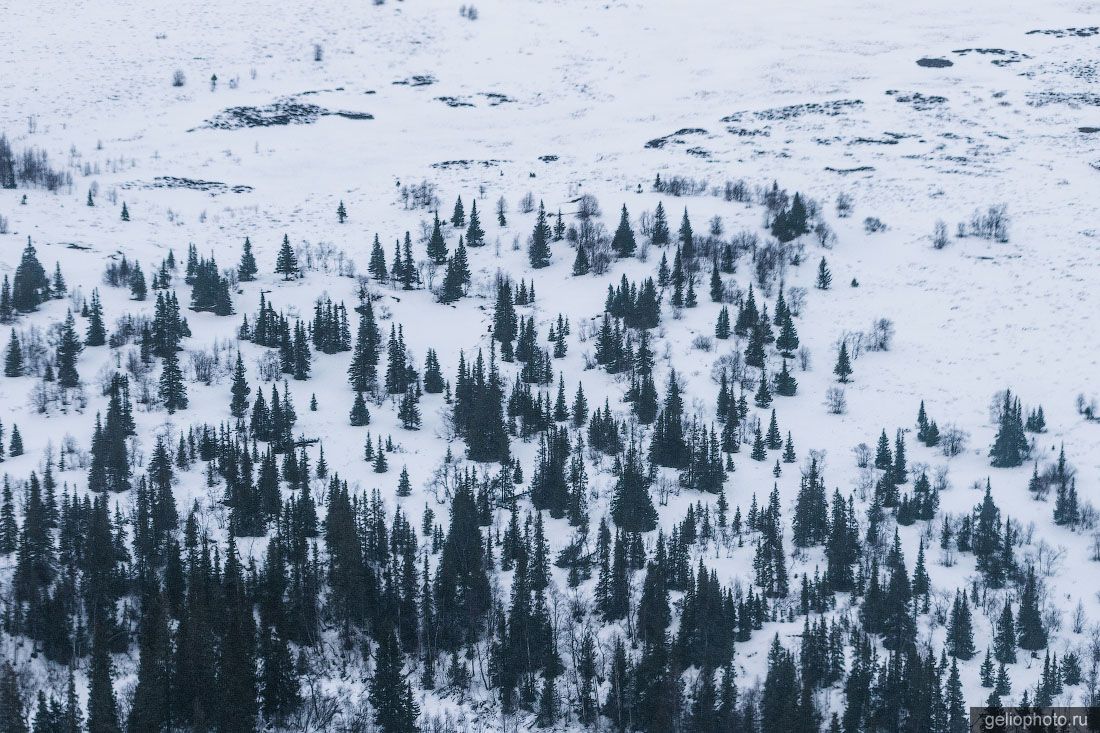 Лес в Тундре зимой с высоты фото