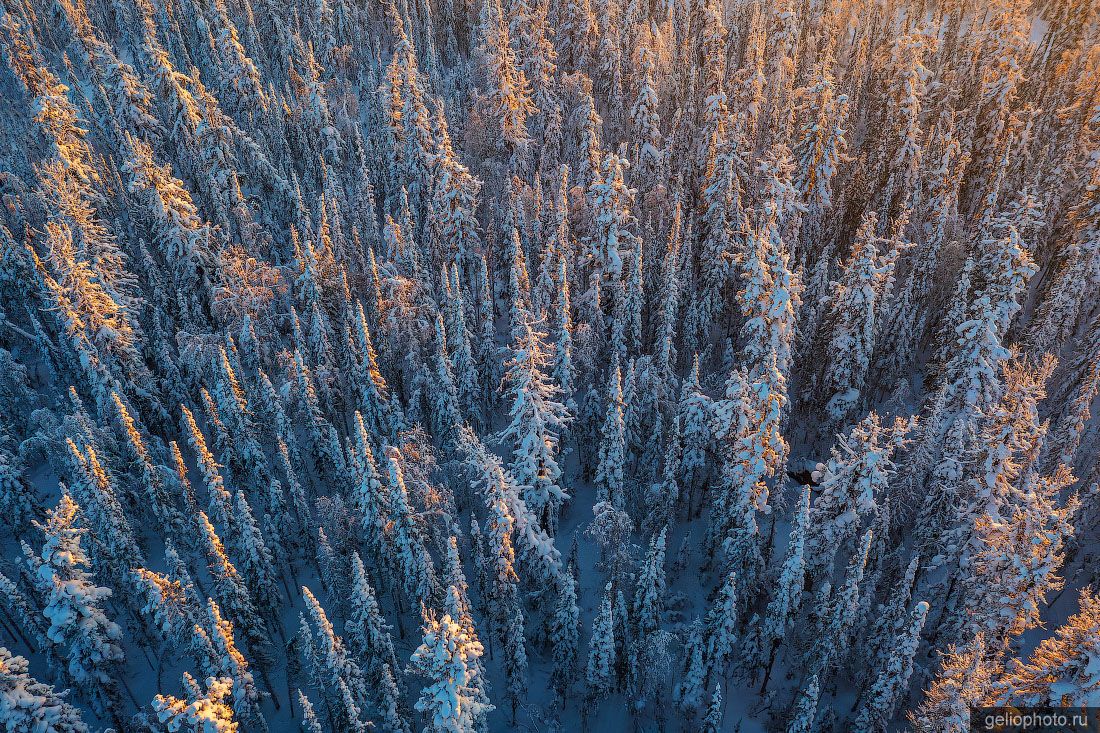 Зимний лес с высоты фото