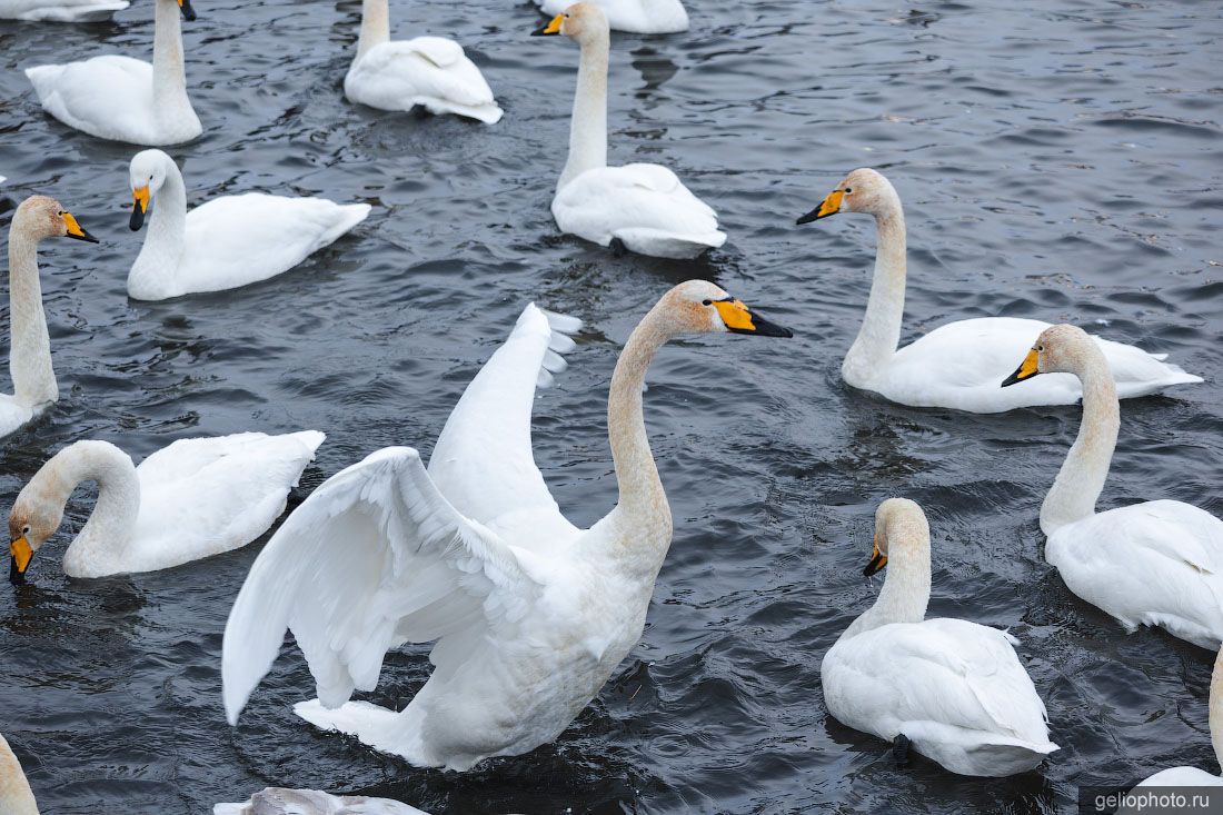Лебеди на Лебедином озере фото