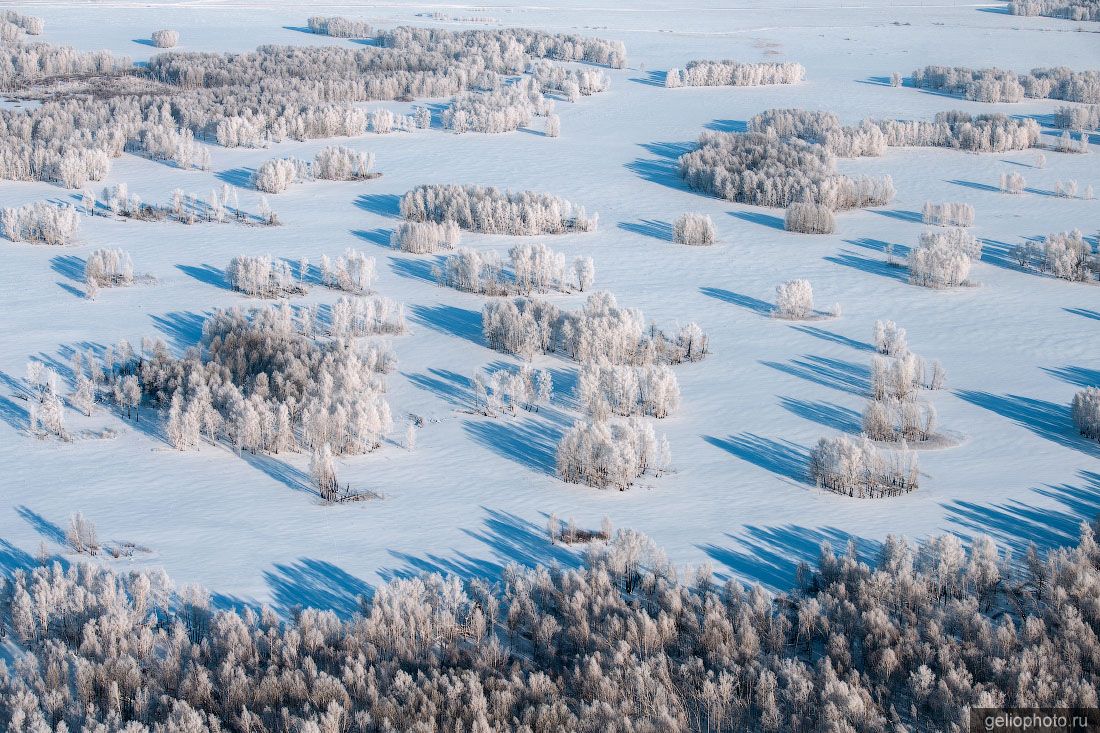 Леса Новосибирской области зимой фото