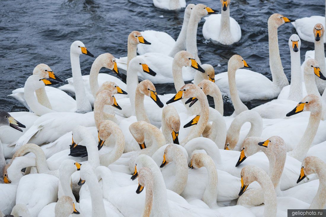Лебеди на Лебедином озере в Алтайском крае фото