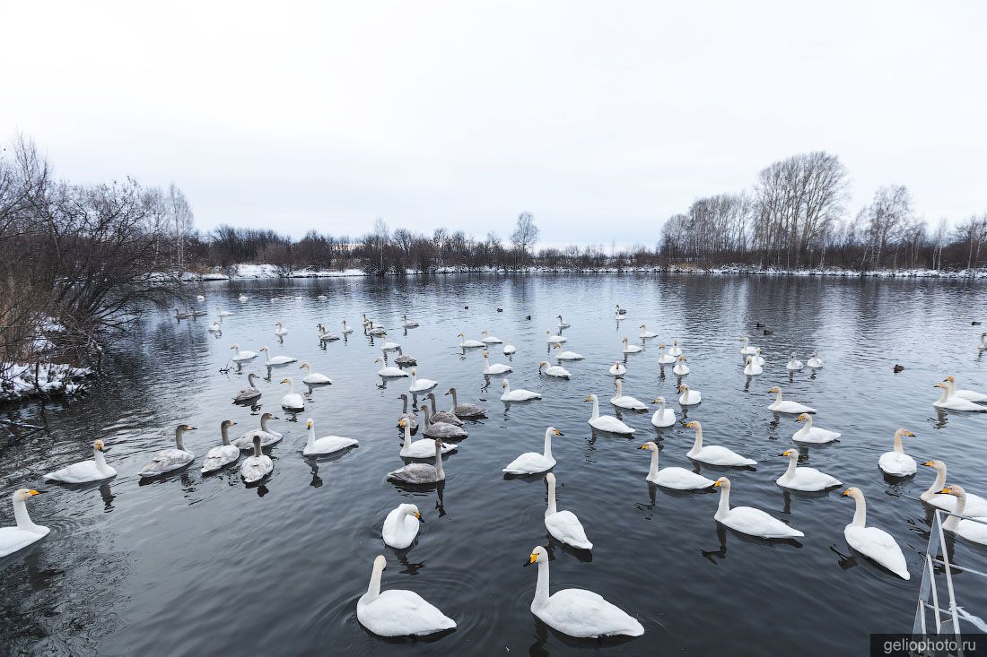Лебеди на Лебедином озере в Алтайском крае фото