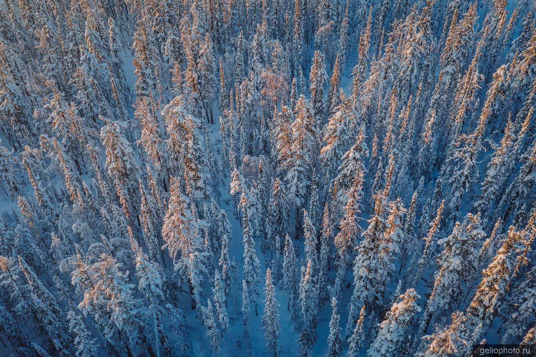 Таёжный лес с высоты зимой фото