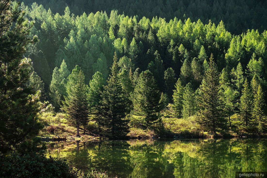 Лес Мультинских озёр с высоты фото