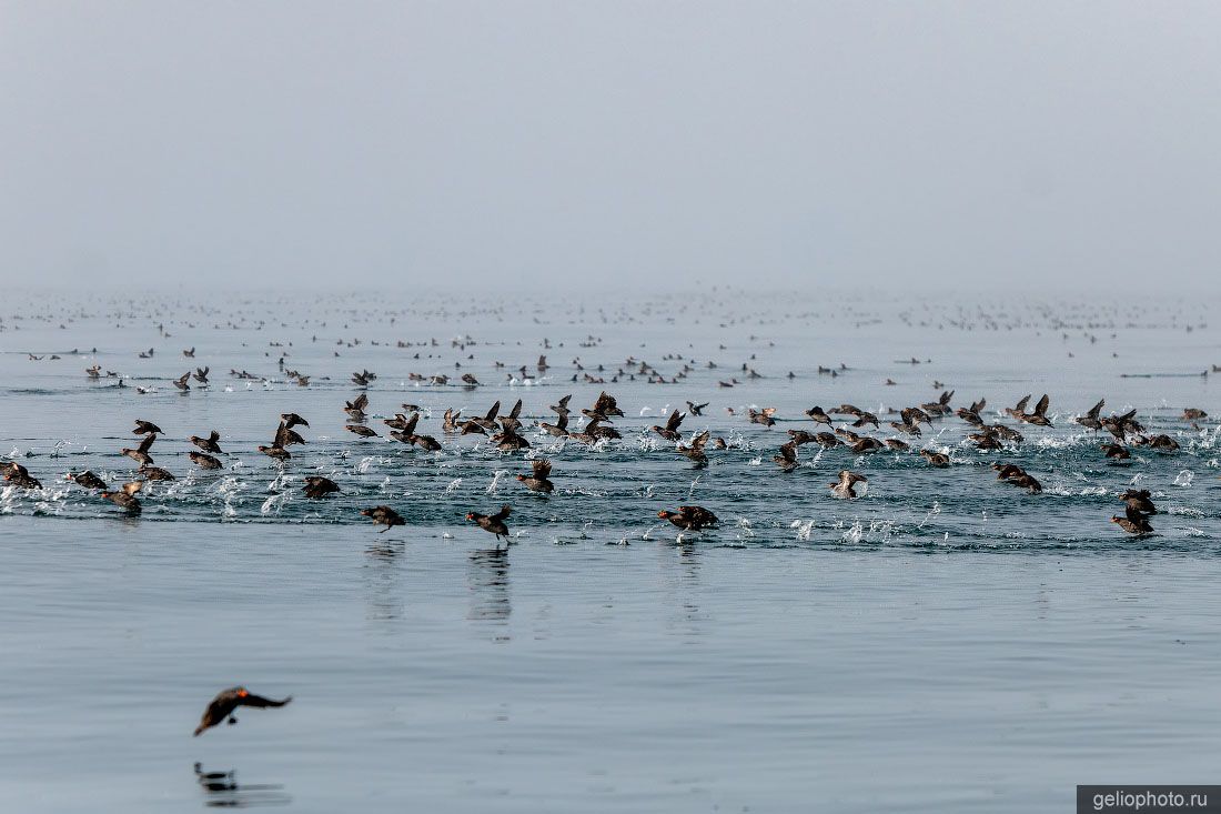 Ипатки у мыса Дежнёва фото