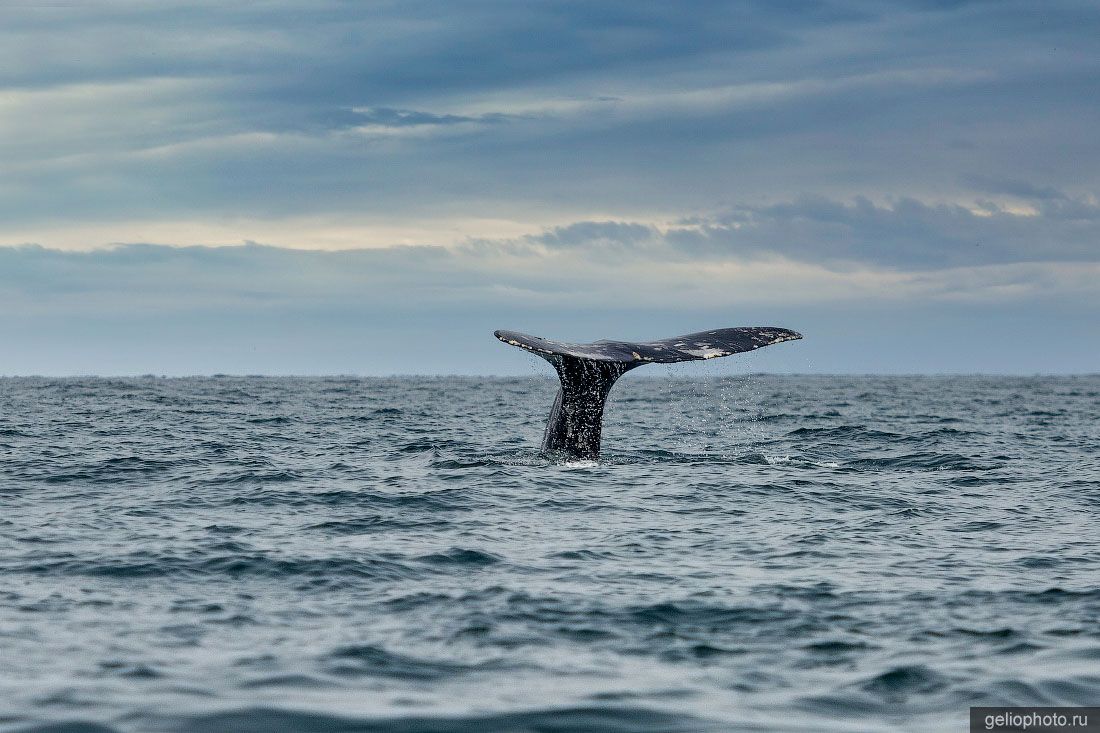 Кит в Беринговом проливе у мыса Дежнёва фото