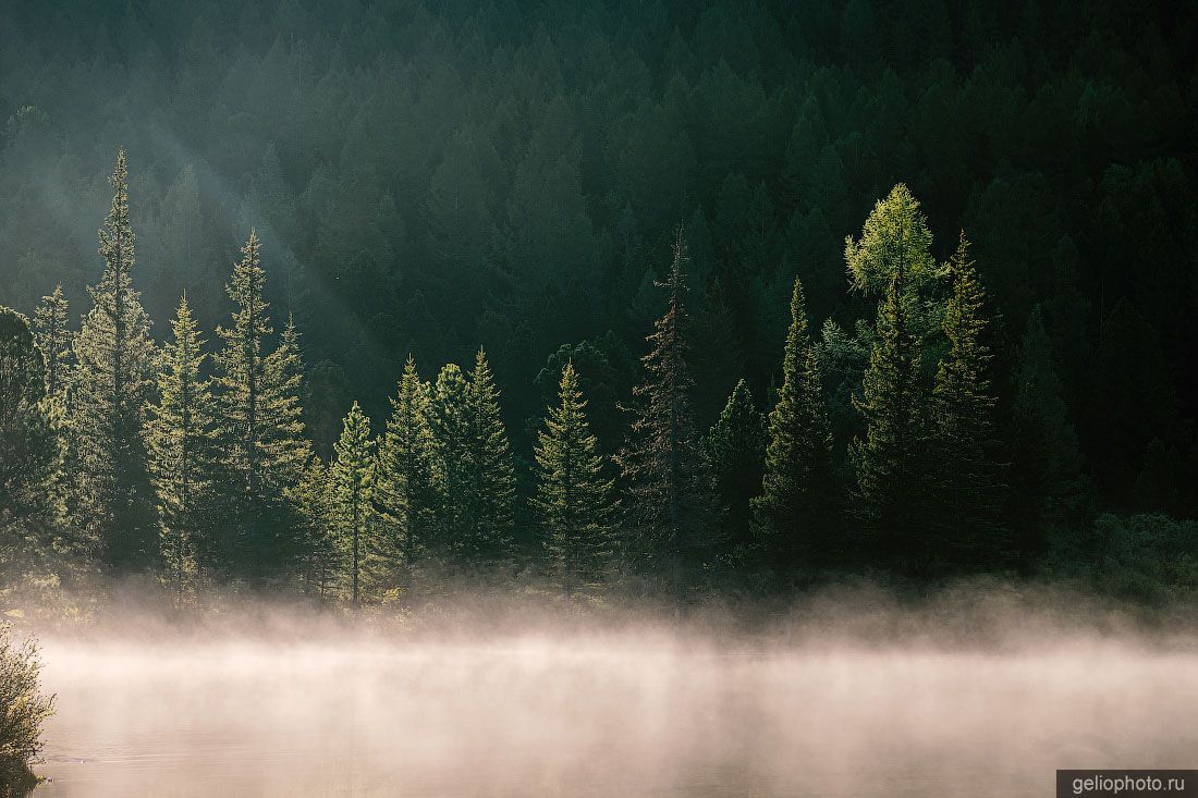 Лес Мультинских озёр в тумане фото