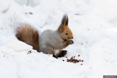 Белка в Новосибирске фото