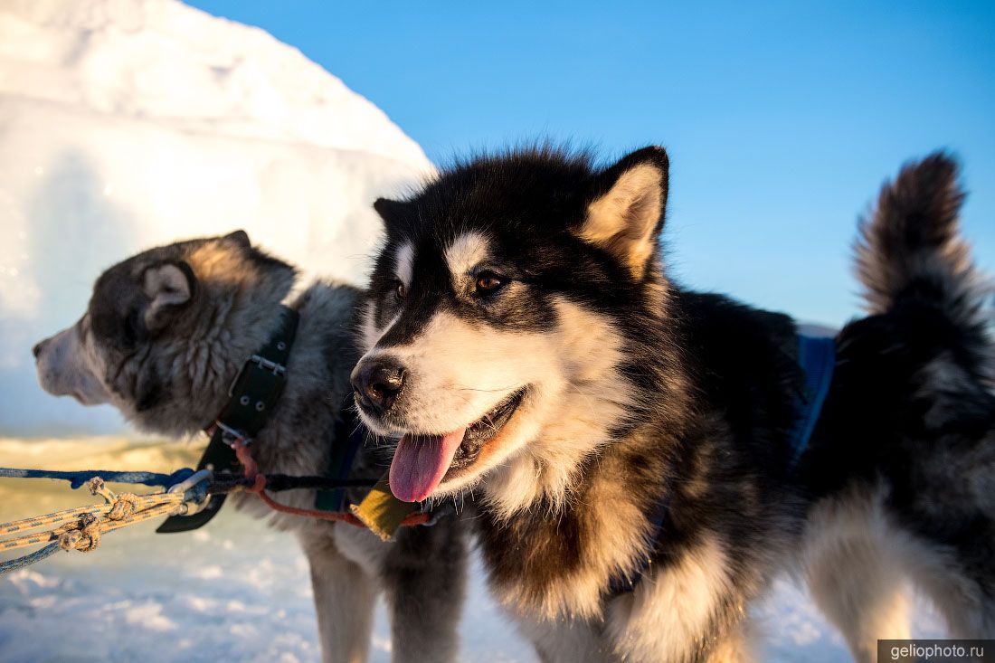 Аляскинский маламут на Байкале фото