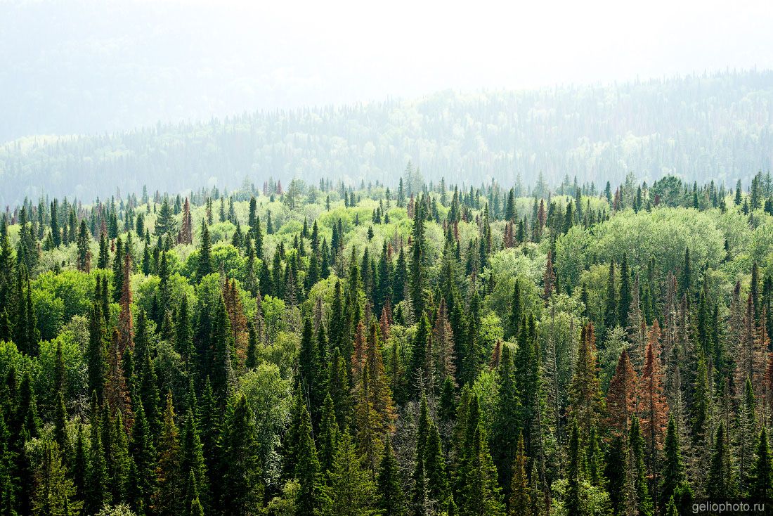 Красноярский заповедник Столбы фото