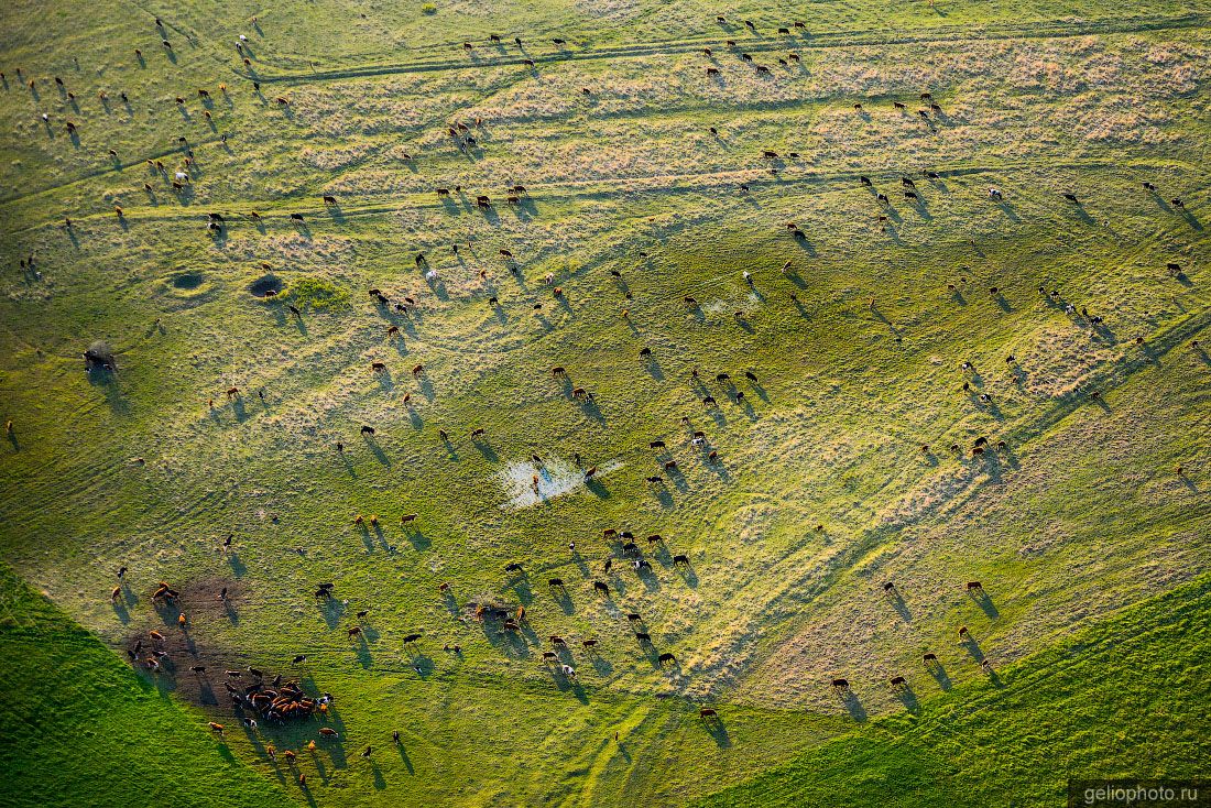 Стадо коров на поле в Татарстане фото