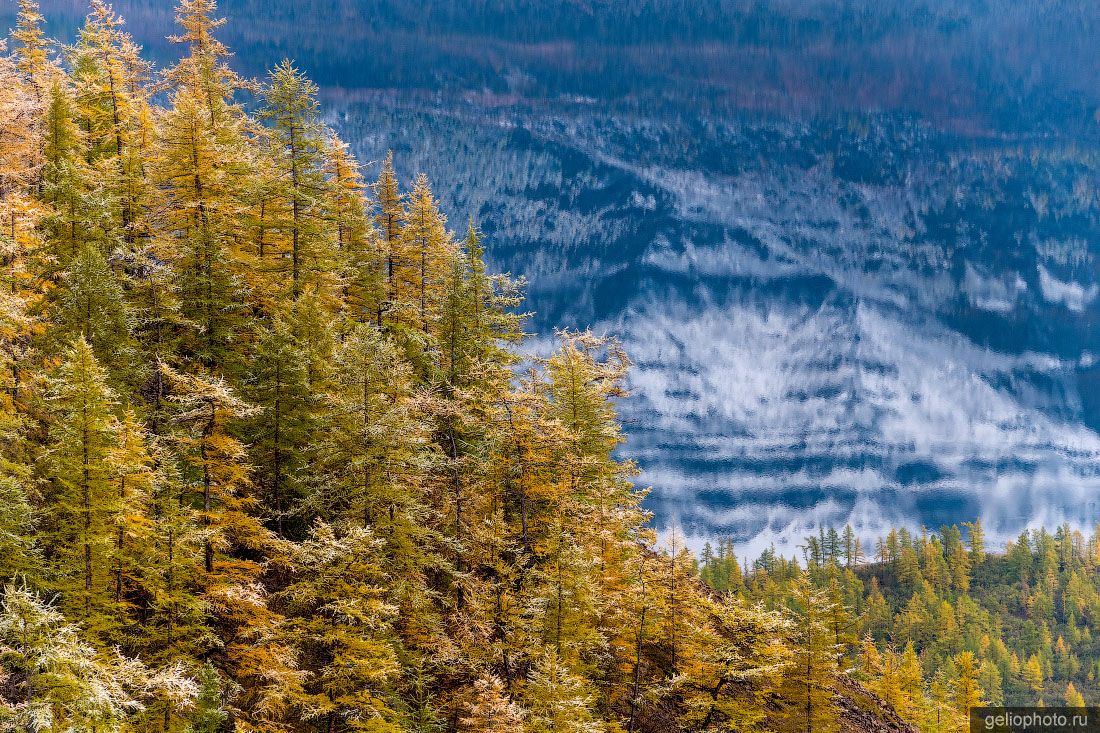 Леса на плато Путорана фото