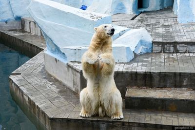 Белый медведь в Новосибирском зоопарке фото