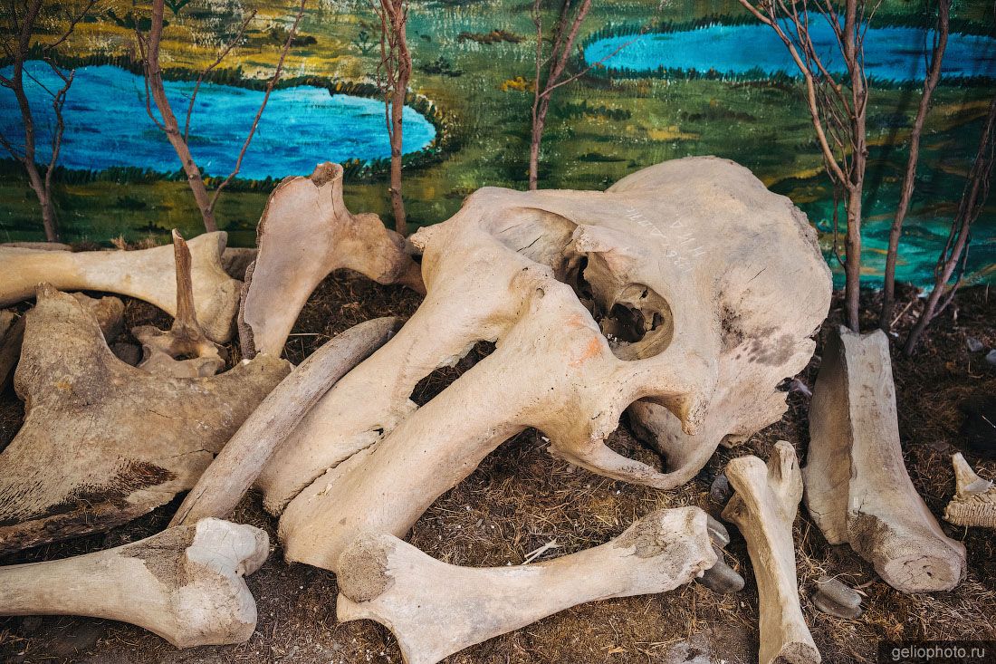 Кости мамонта в музее Тикси фото