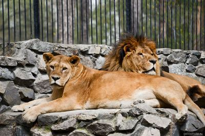 Львы в Новосибирском зоопарке фото