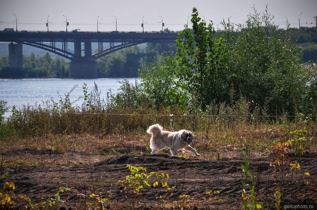 Собака на фоне Октябрьского моста в Новосибирске фото