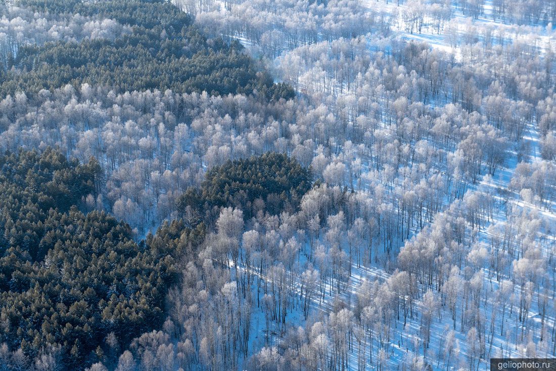 Леса Новосибирской области зимой фото