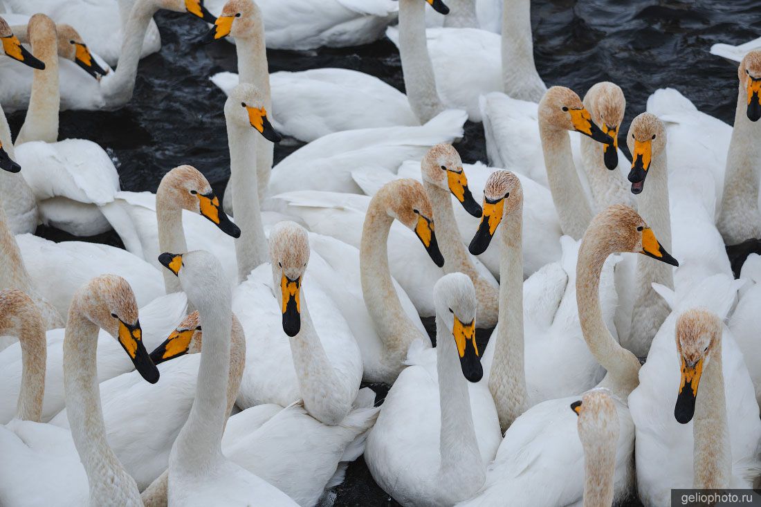 Крупный план лебедей на Лебедином озере фото