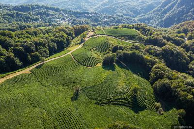 Мацестинские чайные плантации в Сочи фото
