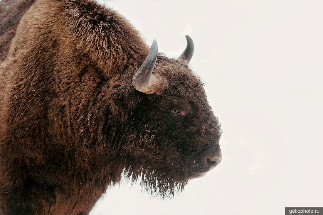 Зубр в лесах под Калугой фото