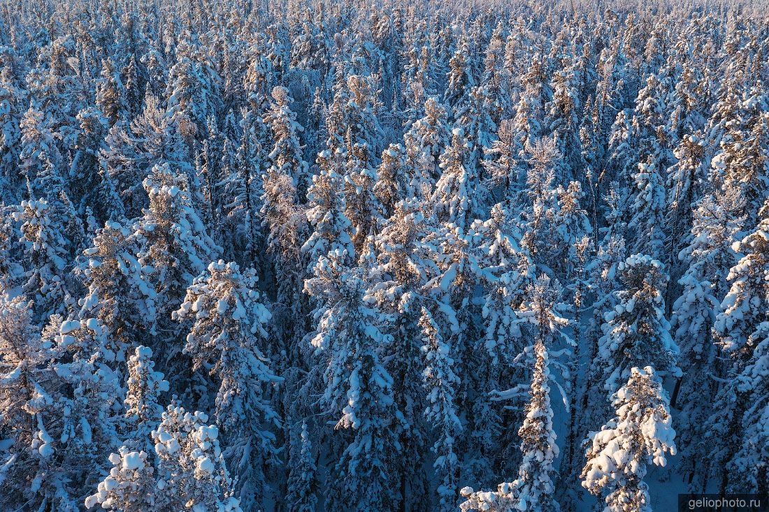 Зимняя тайга с высоты фото